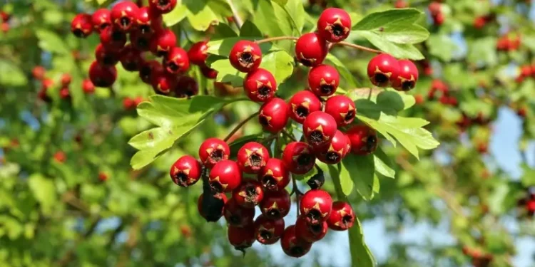 9 فوائد صحية لتوت الزعرور.. ومرضى القلب يمتنعون